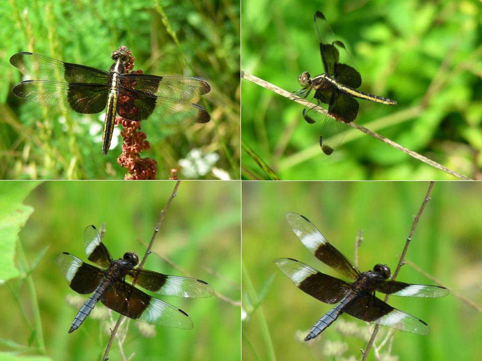 Libellula lydia